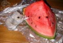 poze_m_soarece_pofticios[1]