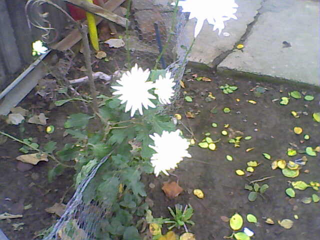 Picture 025 - crizanteme tufanele