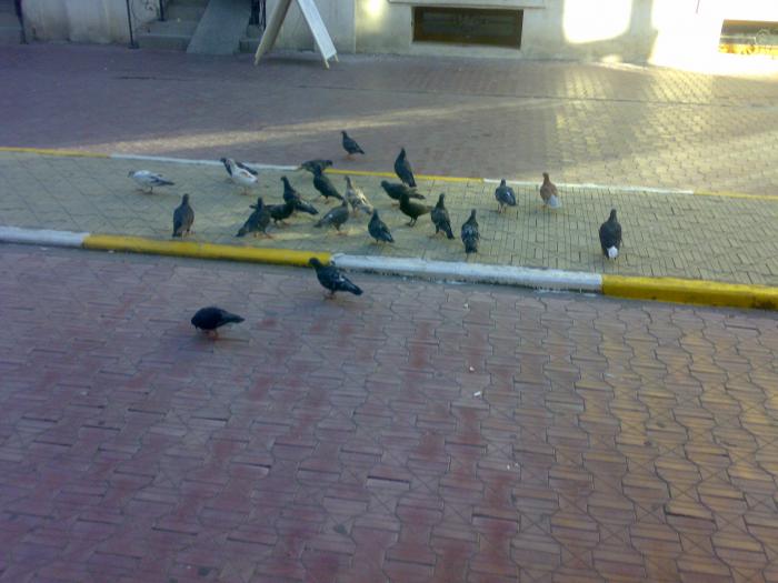 15082008856 - 18a Constanta 1