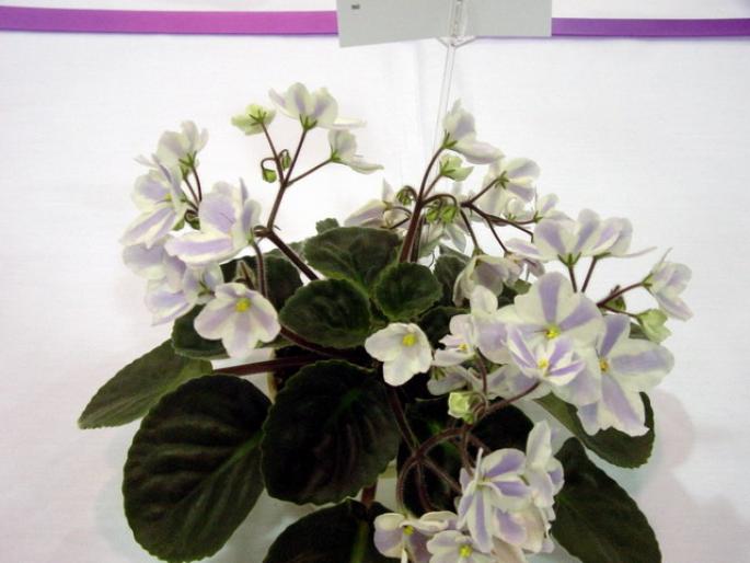 The_Alps_2005avsa - violete de pe net 1