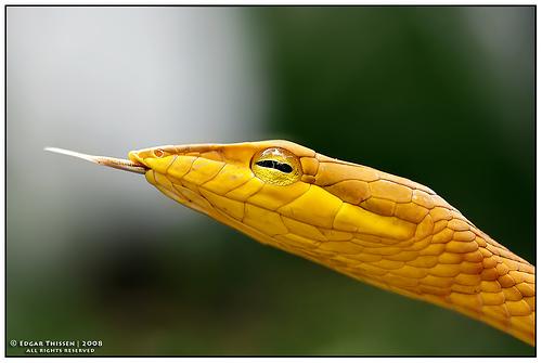 amazing-snake-pictures2[1] - serpi