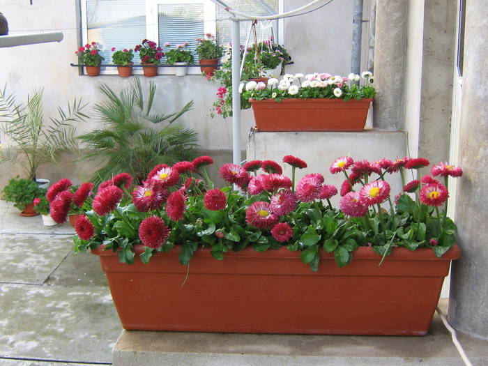 aprilie 022 - flori de gradina 2009