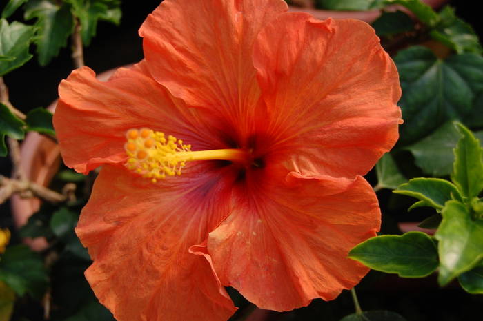 Picture215 - Flowers