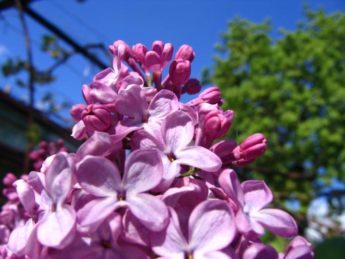 IMG_5701 - flori si floricele