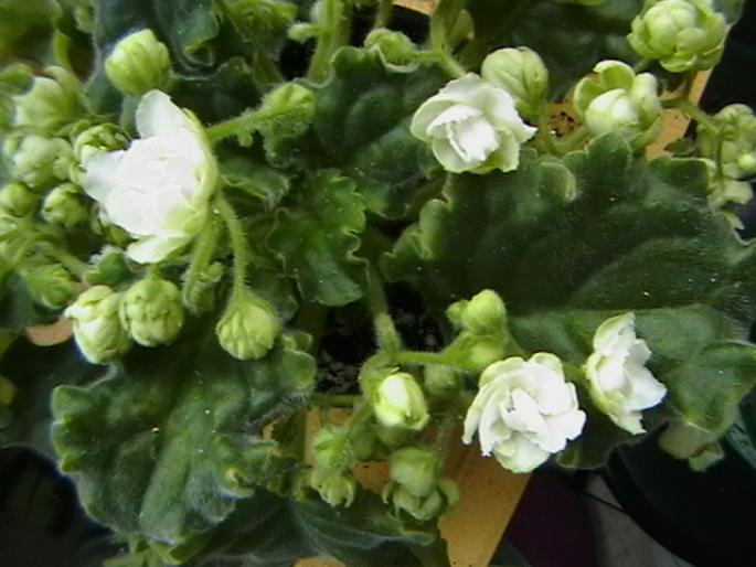 flori gi - violete 2009