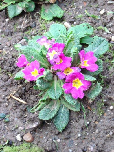Flori de decembre