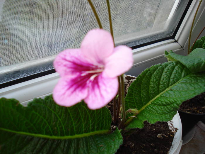 streptocarpus - FLORI 2009-2010