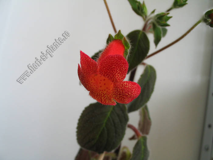 Kohleria Cybele 2