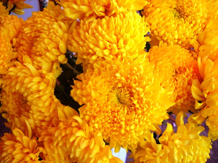 Picture 319 - flori dragute