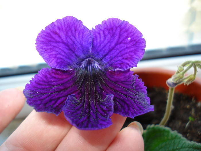 Olwen - STREPTOCARPUS 2009-2010