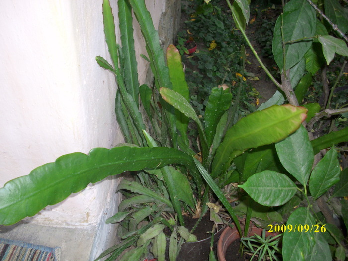 DSCI1424 - plante suculente-cactusi