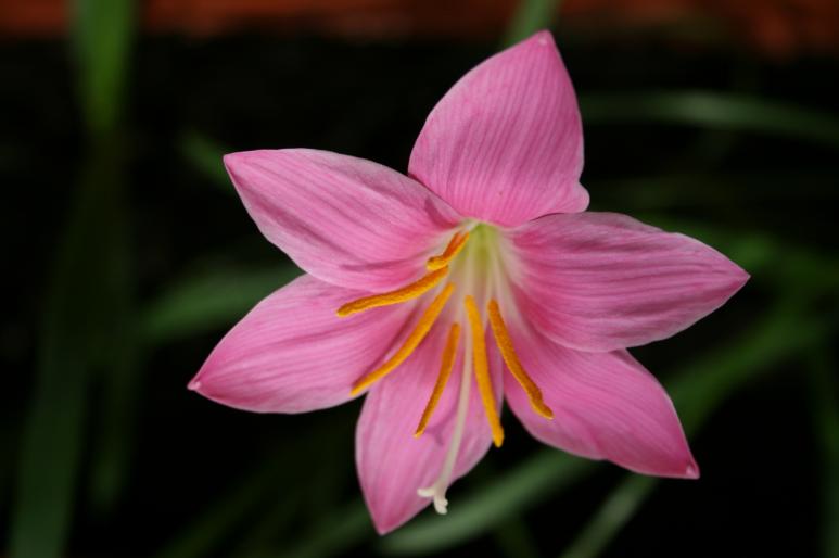 zephyranthes; fam. amaryllidaceae
