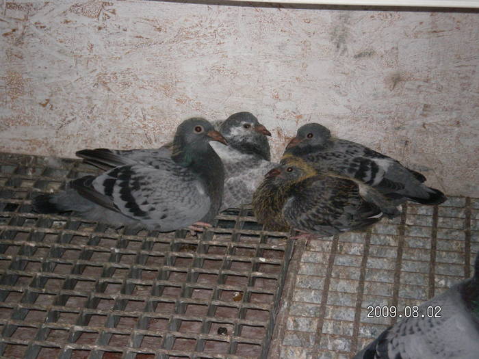 108 - pui porumbei 2009