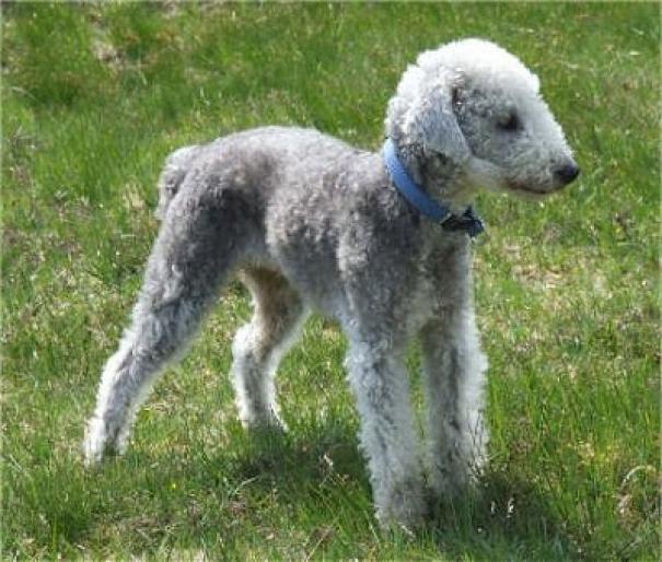 BEDLINGTON TERIER - RASE CAINI