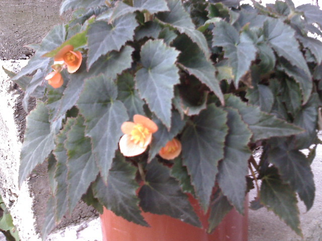 BEGONIA - FLORI 2009