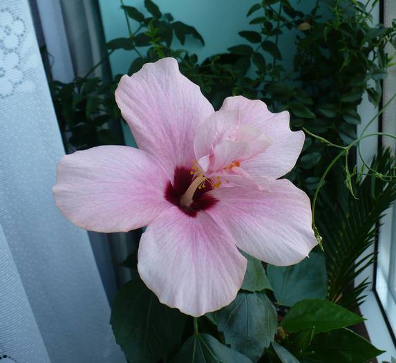 P1140298 - HIBISCUSI