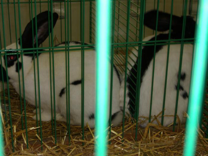 Nitra 06.12.2008 040