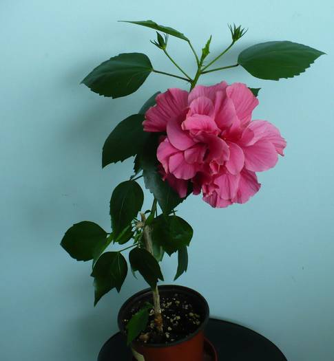 P1150341