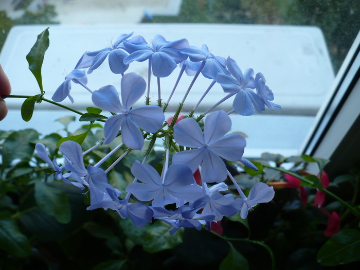 P1160596 - PLUMBAGO