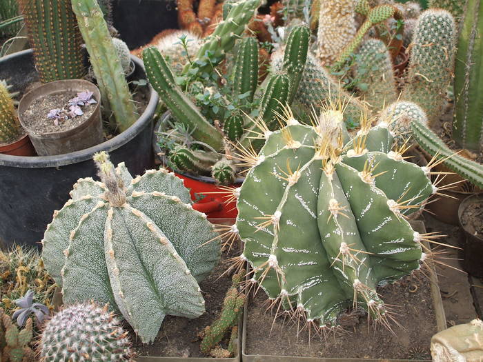 grup6 - colectia mea de cactusi