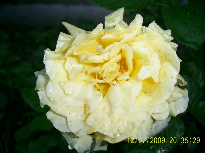 trandafirii (19) - Trandafirii lui Tusi