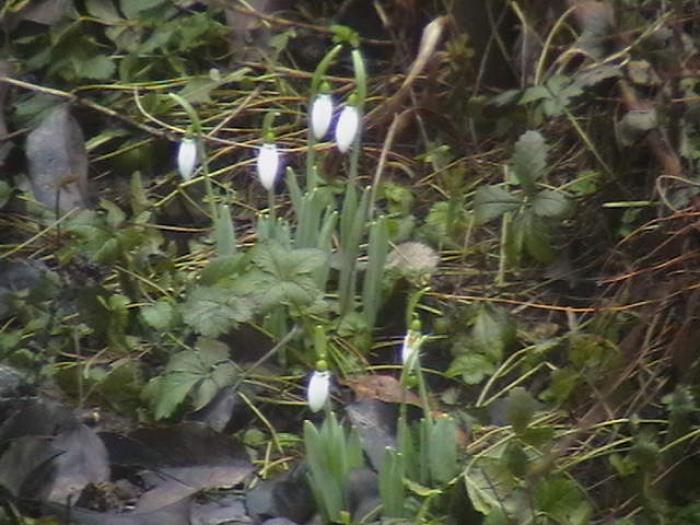 ghiocei - gradina mea cu flori