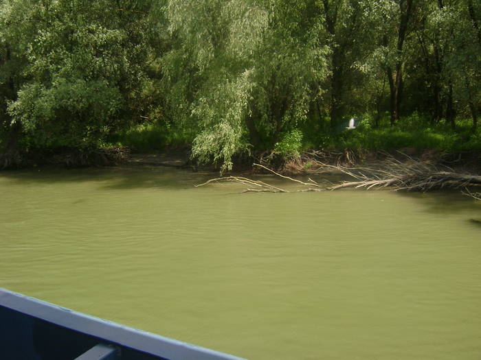 excursie delta dunarii 5062009 078 - EXCURSIE  in DELTA