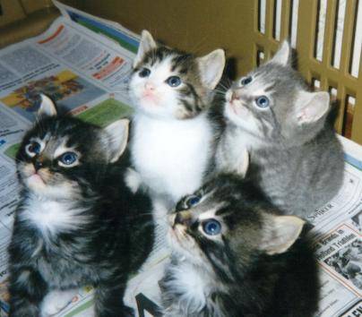 KITTENS