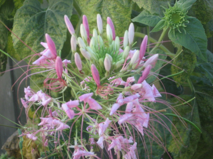 cleome - florile mele 2009