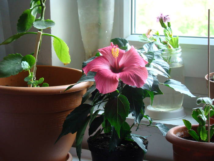 DSC07640 - Hibiscus 2009