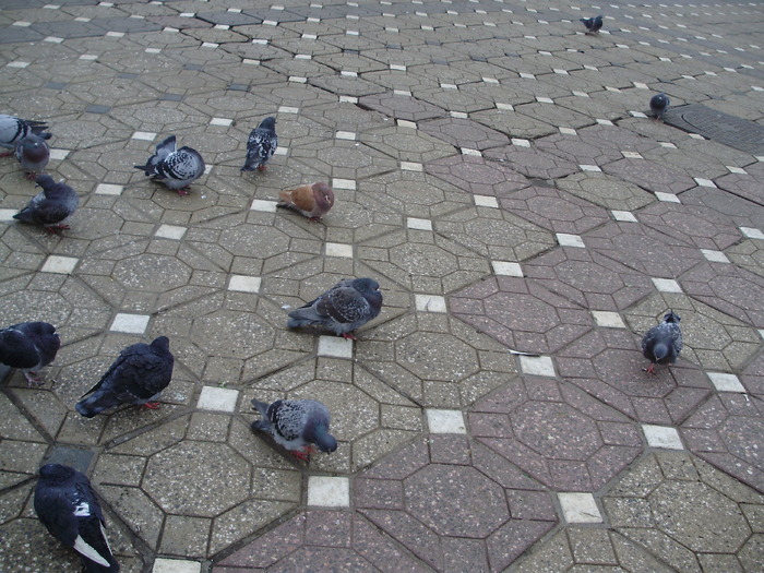 P9040039 - 18g Timisoara