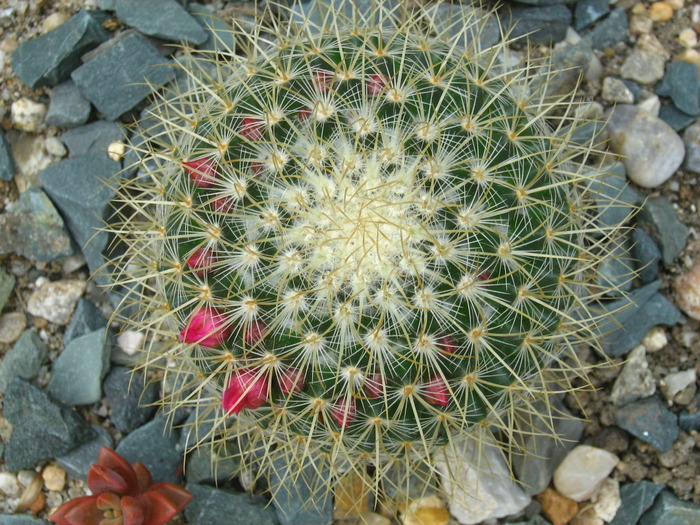 IMG_1189 - Cactusi la mosie14 sept 2009