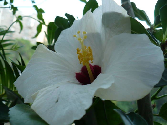 P1140911 - HIBISCUSI