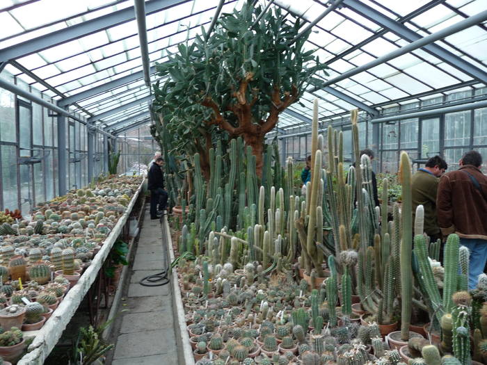 Gradina Botanica Cluj Napoca - Intalniri cu colectionari de cactusi