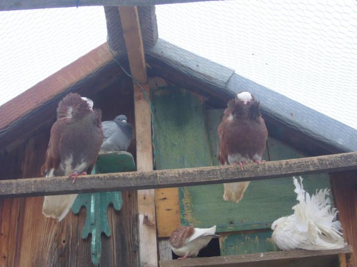 Picture 061 - Porumbei mei si voliera mea