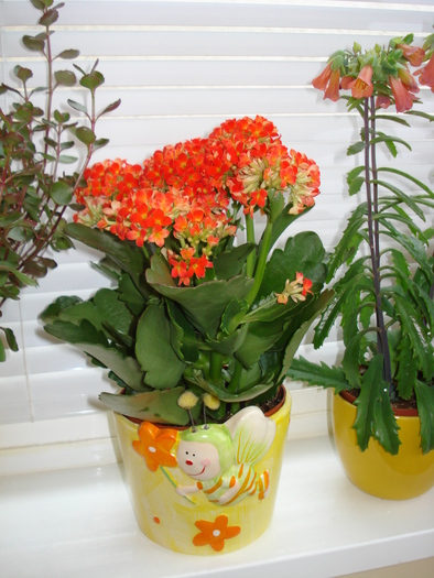 KALANCHOE