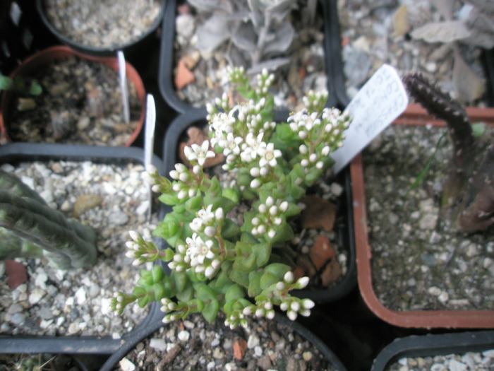 Crassula congiunta - flori 31.10 - SUCULENTE 2009