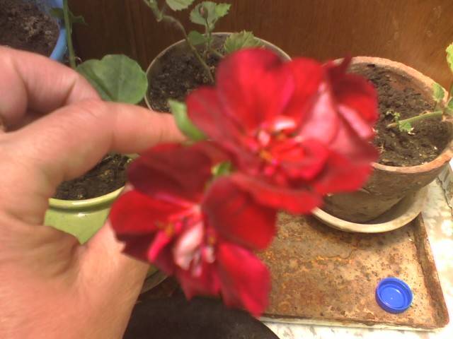 IMG_0697; Muscata curgatoare
