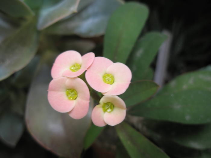 Euphorbia croizatii - 17.05