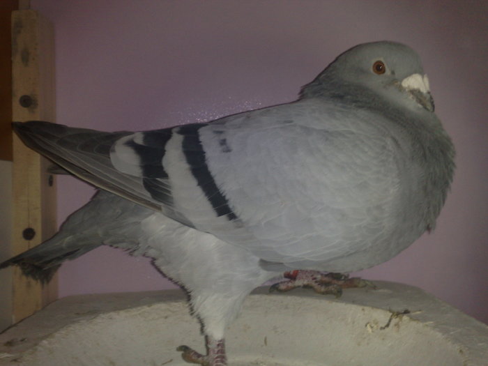 albastra 2003 - porumbei