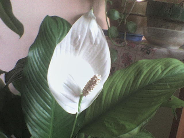 spathiphyllum - Plante de interior