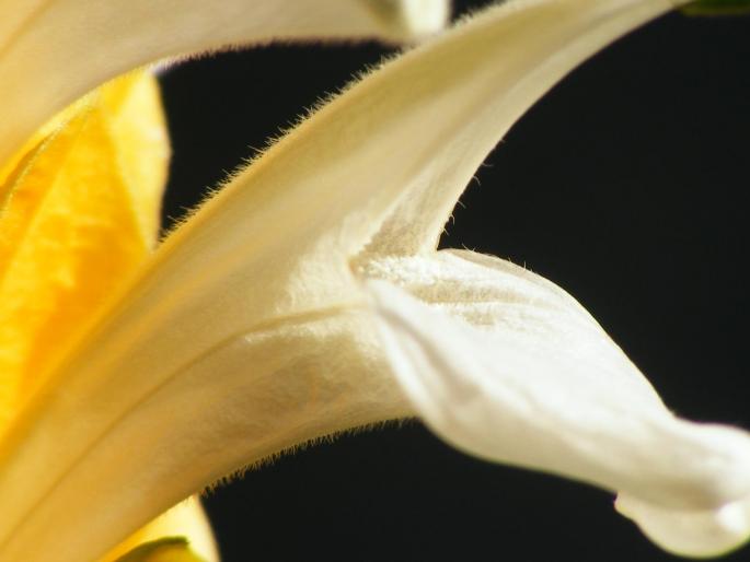 DSCF1749 - Pachistachis Lutea - The flower - EVOLUTION