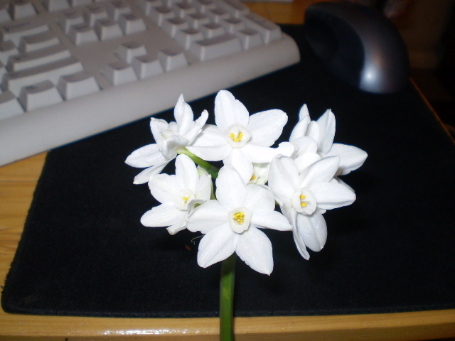 Narcisus Avalanche-15 dec2009 - narcise2009