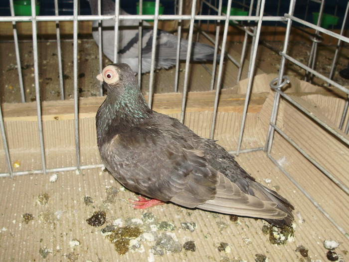 10779 sb 0 - 1507 partea 6a