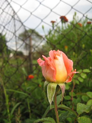 Trandafir - Flori de gradina