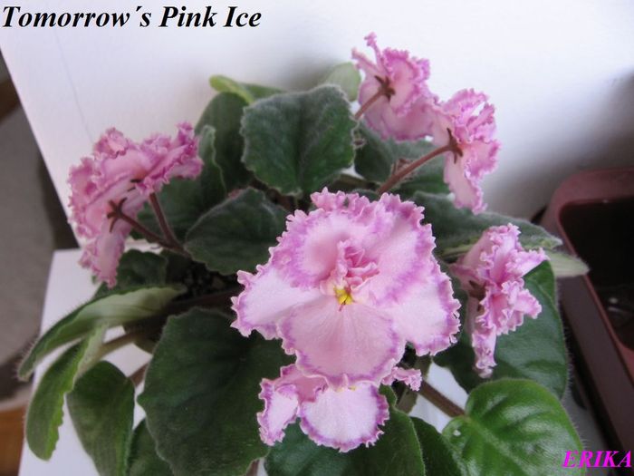 Tomorrow´s Pink Ice 2009 jun 13