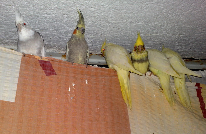 familia lui Puf