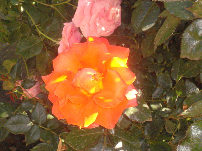 DSC01293 - trandafiri Romaniei