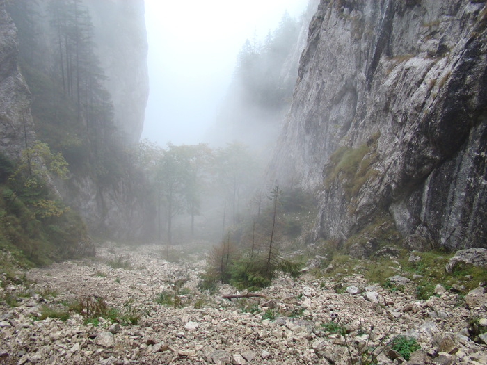 DSC04509 - Valea Crapaturii - Piatra Craiului