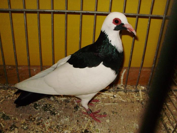 10365b frankische herzschecken 0 10365b frankische herzschecken 0